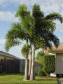 Foxtail plam tree /5 seeds. 
