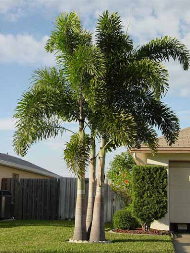 Foxtail%20plam%20tree%20/5%20seeds%20-%20Image%203