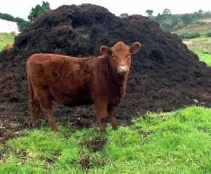 Cow%20Dung%20Organic%20Compost%20&%20Manure%20Fertilizer%20Soil%20Conditioner%20Plant-s%20&Trees%20and%20Bio%20Gas%20Starter%205kg%20-%20Image%205