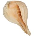 Sri Lankan Traditional Hakgediya Large size High tone හක්ගෙඩිය large sea mollusk shell and its trumpet sound can be heard at festivals and weddings and other auspicious occasions. 