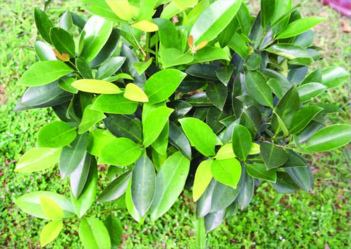 Goraka%20Plant%20-%20Image%204