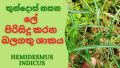 Iramusu Powder Herbal tea powder 50g, Nannaari Powder, ඉරමුසු කුඩු, நன்னாரி தூள், Iramusu tea. 
