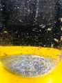 Daphnia Culture for Little Fish. 