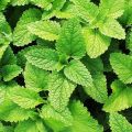 Mint Plant /මින්චි/මින්ට්/ Minchi Plant /Mint /Minchi /Herble/Herb/Plant/Home decor. 