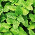 Mint Plant /මින්චි/මින්ට්/ Minchi Plant /Mint /Minchi /Herble/Herb/Plant/Home decor. 