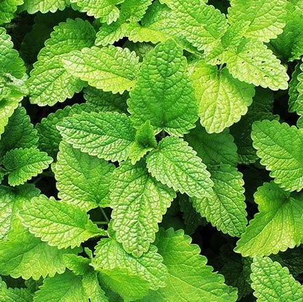 Mint Plant /මින්චි/මින්ට්/ Minchi Plant /Mint /Minchi /Herble/Herb/Plant/Home decor