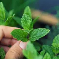 Mint Plant /මින්චි/මින්ට්/ Minchi Plant /Mint /Minchi /Herble/Herb/Plant/Home decor. 