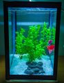 Large glass fish tank (8L Aquarium tank). 