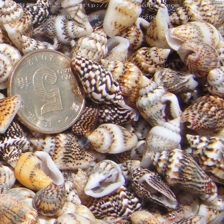 Shell 100pcs 100pcs 1-2 Cm Natural Sea Shells Conch Beach Decor Craft Seashell ...