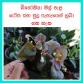 Bigoniya Natural Plants,බිගෝනියා මල් පැල 1 ක් ,සුදු සහ රෝස පාට පැල 1 pcs. 