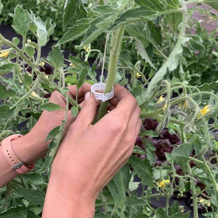 Garden%20Tomato%20Trellis%20Clips%20Perfect%20for%20Tomatoes,%20Cucumbers,%20Peppers,%20Melons,%20and%20other%20vine%20crops,%20flowers%20and%20plants%20Plant%20Support%20Clip%20-%20Image%209