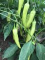 Capsicum MURIA 358 F1 Seeds, Malu Miris Home Gardening Agriculture. 