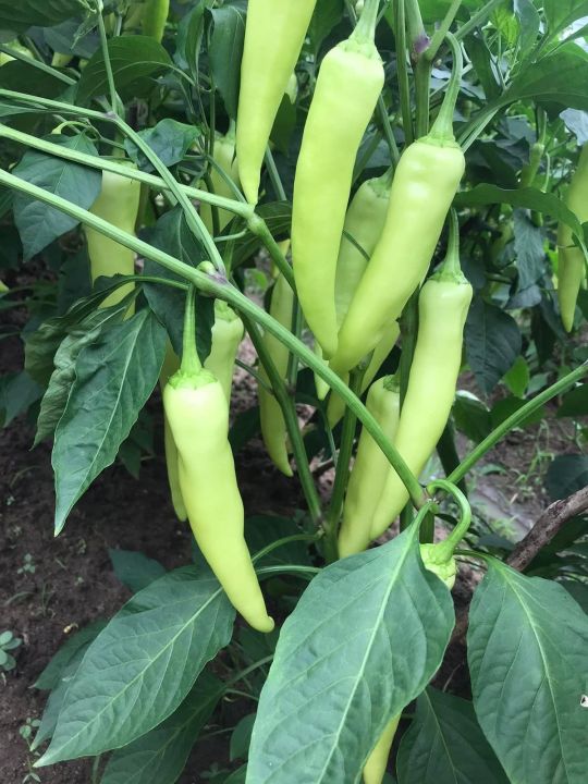 Capsicum%20MURIA%20358%20F1%20Seeds,%20Malu%20Miris%2025%20Seeds%20Home%20Gardening%20Agriculture%20-%20Image%203