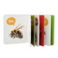 Board Books - Insects - My First Book Series. 