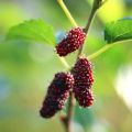 malberry plant/malberry/fruit plant/plants. 