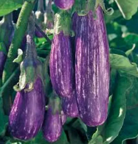 Lena%20Iri%20Batu%20/Brinjal%20Seeds%20For%20Home%20Garden%20-%20Image%204