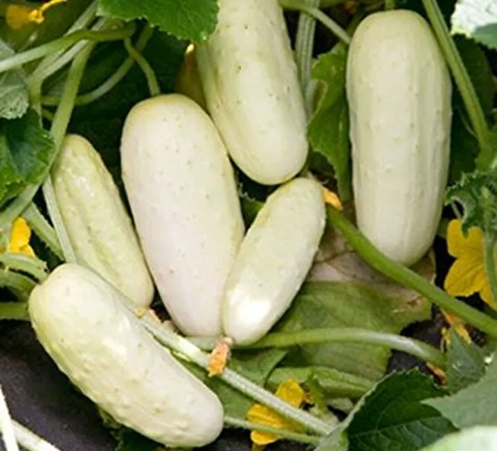 Cucumber%20/%20Pipincha%20Seeds%20For%20Home%20Garden%20-%20Image%205