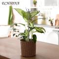 Plant Support Poles Adjustable Plant Support Pole Stake for Stable Indoor Potted Plants Prevent Falling Windproof Southeast Asian Buyers' Choice Plant Climing Holders. 