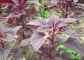 Red amarunthus (rathu thampala) for home garden(null). 