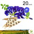 නිල් /සුදු /දම් කටරොළු 20 Seeds of Clitoria Ternatea White/Blue Butterfly Pea for Natural Organic Farming Vegetable, Fruit & flower Seed. 