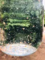 Daphnia Culture for Little Fish. 
