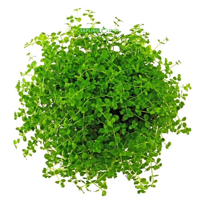 SAPLING%20CLOUD%20Monte%20Carlo%20Live%20Aquarium%20Plant%20%7C%20Premium%20Foreground%20Carpet%20Plant%20for%20Aquascape%20%7C%20Fast%20Spreading%20CO2%20Plant%20for%20Planted%20Tanks%20%7C%20Micranthemum%20Monte%20Carlo%20Sri%20Lanka%20%7C%20Daraz.lk%20-%20Image%202