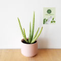Aloe vera Herbal plant with White Pot. 