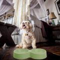 Small Double Bowls Cute Multi-Purpose Candy Colour Puppy Dog Rabbit Cat Food Bowl Pets Food Bowls Food Dish Pet Feeders Water Bowl Cat Bowl Feeder Travel Bowl Cat Plate Pet Plate Dispenser Pets Food Bowl Feeder Cat Dish Pet Dish Food Grade Plastic Cats. 