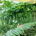 Hybrid F1 Luffa Seeds Long Wetakolu Beeja Plant seed Home Garden. 