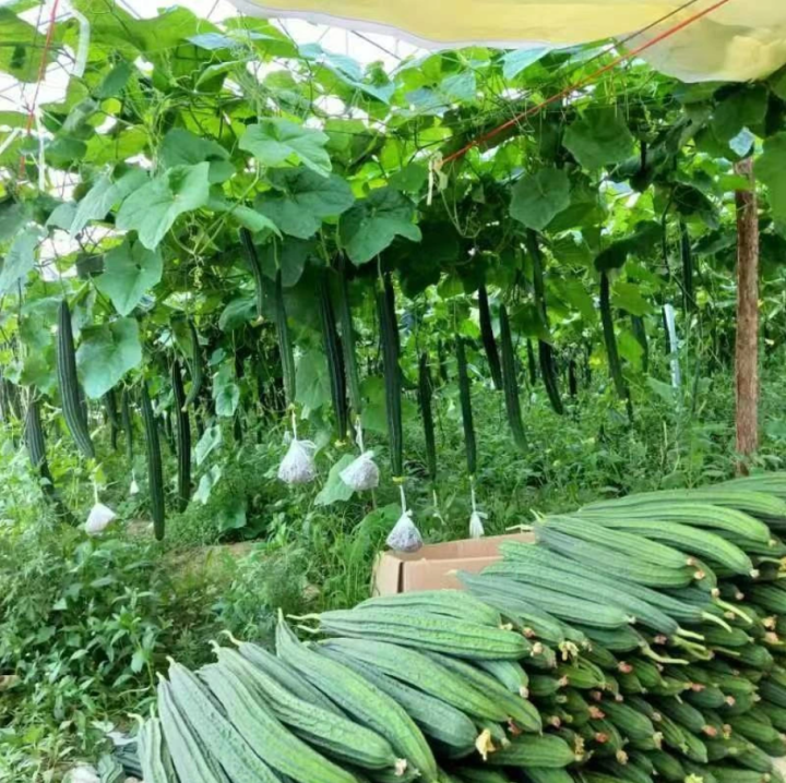 Hybrid%20F1%20Luffa%20Seeds%20Long%20Wetakolu%20Beeja%20Plant%20seed%20Home%20Garden%20-%20Image%204