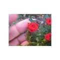 Natural Rose flower plants,. 