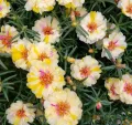 （hot Sale）Singapore Ready Stock 1000pcs Beautiful Multi-Color Portulaca Seeds Mix Rose Japan Colour Seeds Flower Seeds Lotus Seed Indoor Plants Real Live Plants Seeds Vegetable Seed Easy To Grow Up In The Local High Germination Rate. 