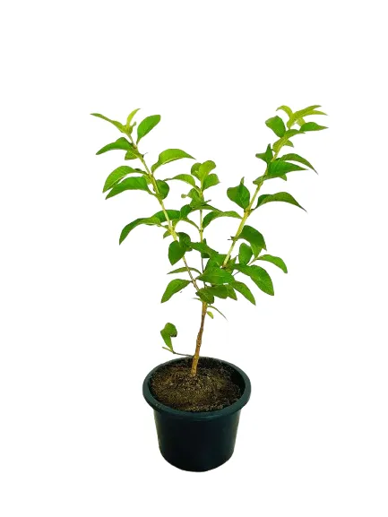 Chinese%20Guava%20Plant/%20Dwarf%20Guava%20Plant%20-%20Image%203