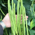 Variety Of Vegetable Seeds With Instruction Manual for Home, Garden and Terrace High Quality. 