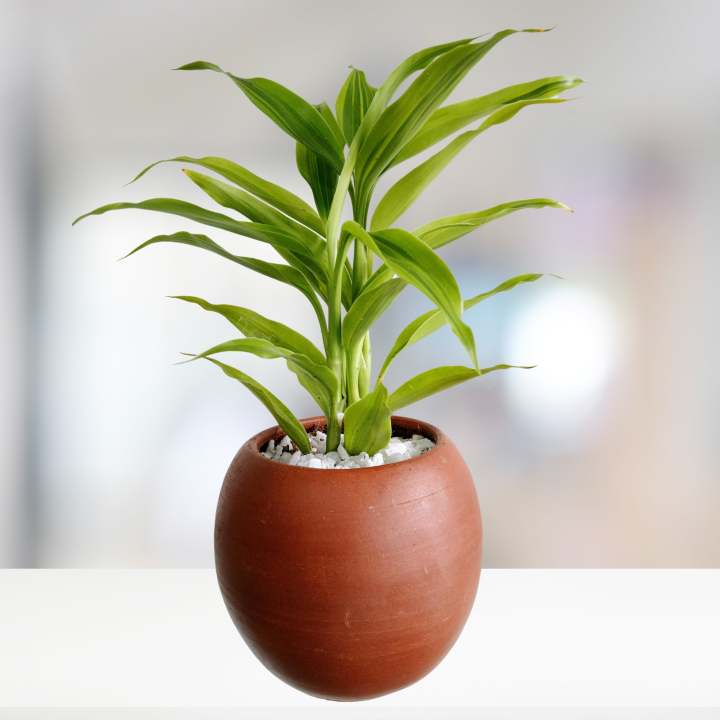 Lucky Bamboo Plant in Clay Pot - Natural Indoor Desk Plant, Real Office  Plant, Air Purifying Home