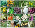 Vegetable Seeds. 