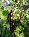Red Long Beans/Rathu Me Karal Seeds. 