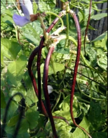 Red Long Beans/Rathu Me Karal Seeds