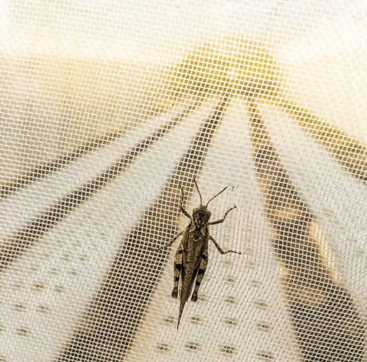Insect%20Proof%20Net%20Greenhouse%20Polytunnel%2040*40%20mesh%20Insertproof%20UV%20Protected%20Long%20Durable%20-%20Image%206
