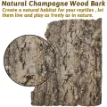 Natural Cork Bark for Tarantula Hideout Reptile Terrarium Climb Platform Tree Bark Background. 