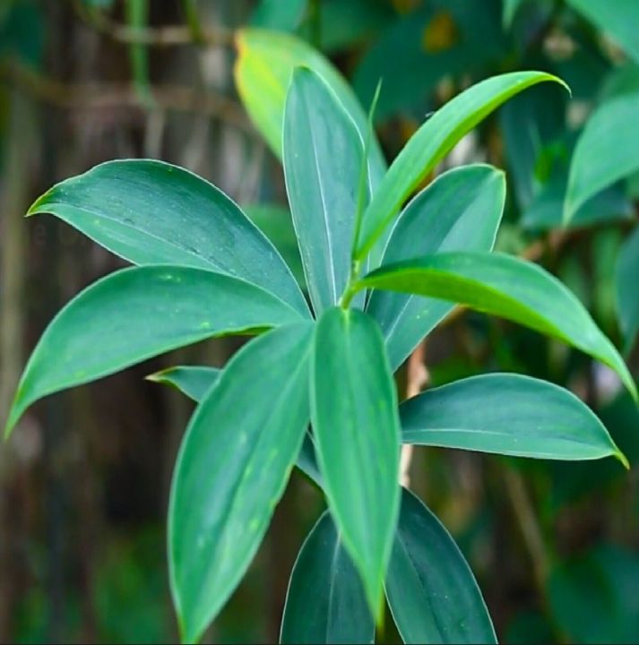 Organic%20Insulin%20Plant%20(Thebu%20-%20%E0%B6%AD%E0%B7%99%E0%B6%B6%E0%B7%94)%20Leaf%20Powder%20100g%20-%20Natural%20Diabetes%20Management%20Supplement%20-%20Blood%20Sugar%20Control%20-%20100%25%20Pure%20&%20Premium%20Quality%20-%20Image%204