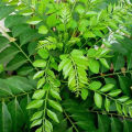 Curry Leaves pure Ceylon 100%. 