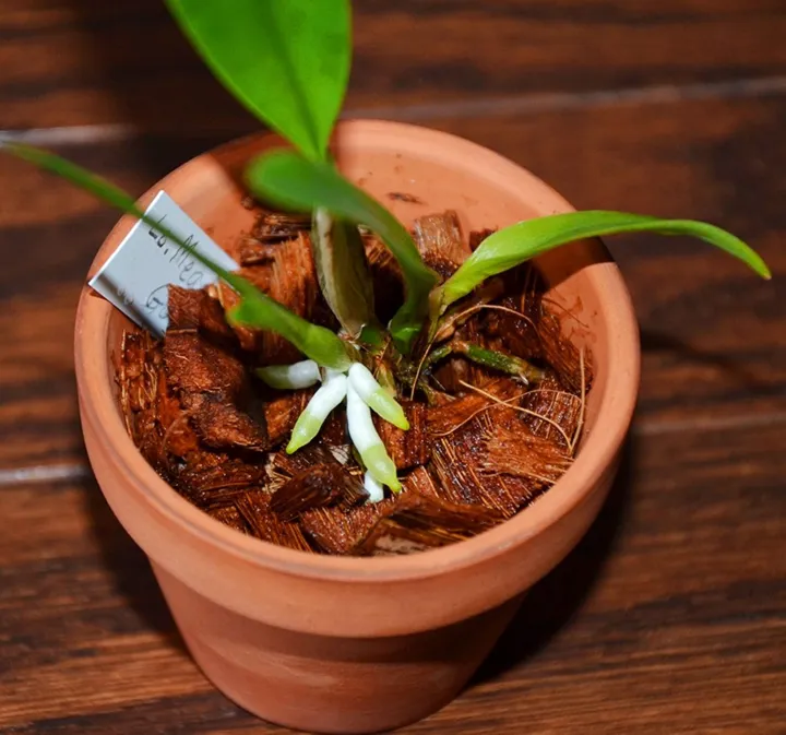 Organics%20Coconut%20Coco%20Husk%20Chips%20Block%20for%20Plants%20and%20Orchids%20(Low%20EC%205%20Kg)%20-%20Image%203