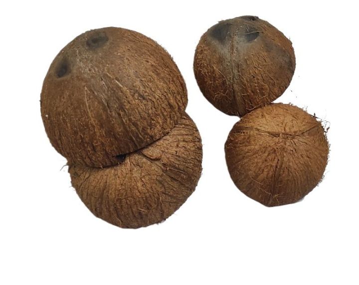 1Kg%20Sri%20Lankan%20Coconut%20Shells%20%20%7C%20Natural%20Organic%20Coconut%20Shells%20for%20Coconut%20Productions%20,%20Charcoal%20-%20Image%203