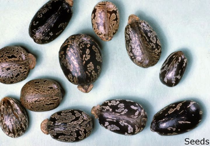 %E0%B6%91%E0%B6%AC%E0%B6%BB%E0%B7%94%20Edaru%20plant%20your%20home%20garden%20%2010%20seeds%20-%20Image%203