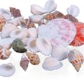 100g Beach Mixed SeaShells Mix Sea Shells Shell Craft SeaShells Aquarium Decor. 
