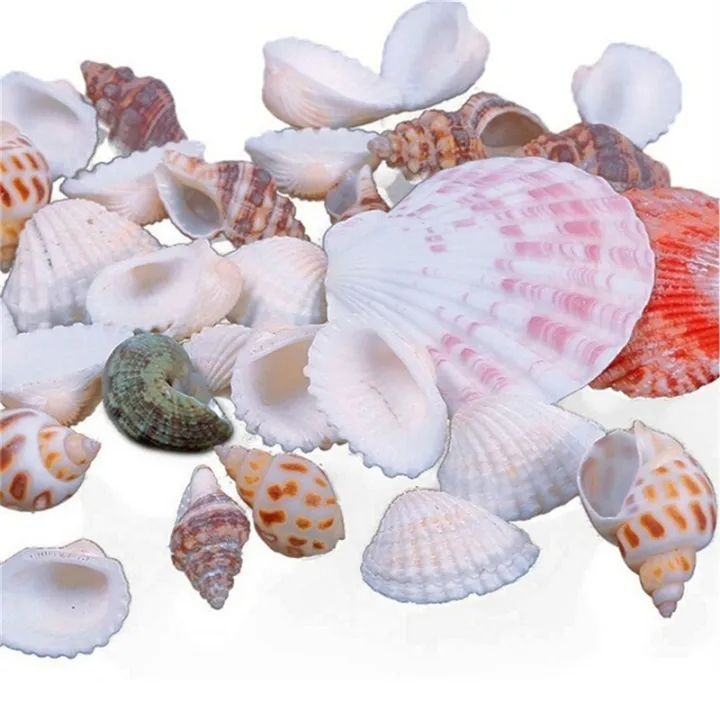 100g%20Beach%20Mixed%20SeaShells%20Mix%20Sea%20Shells%20Shell%20Craft%20SeaShells%20Aquarium%20Decor%20-%20Image%205