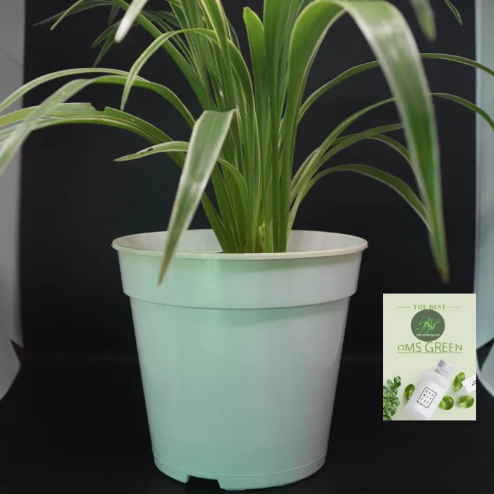 Pots%20Flower%20Pots%203%20white%20color%20Pots%20-%20Image%209