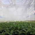 Foggers Greenhouse 4 outlet Netafim Coolnet Pro Misters Isreal High Quality Agricultre Products Long Durable. 