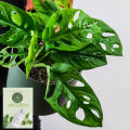 The Swiss cheese plant / Monstera adansonii with black pot. 
